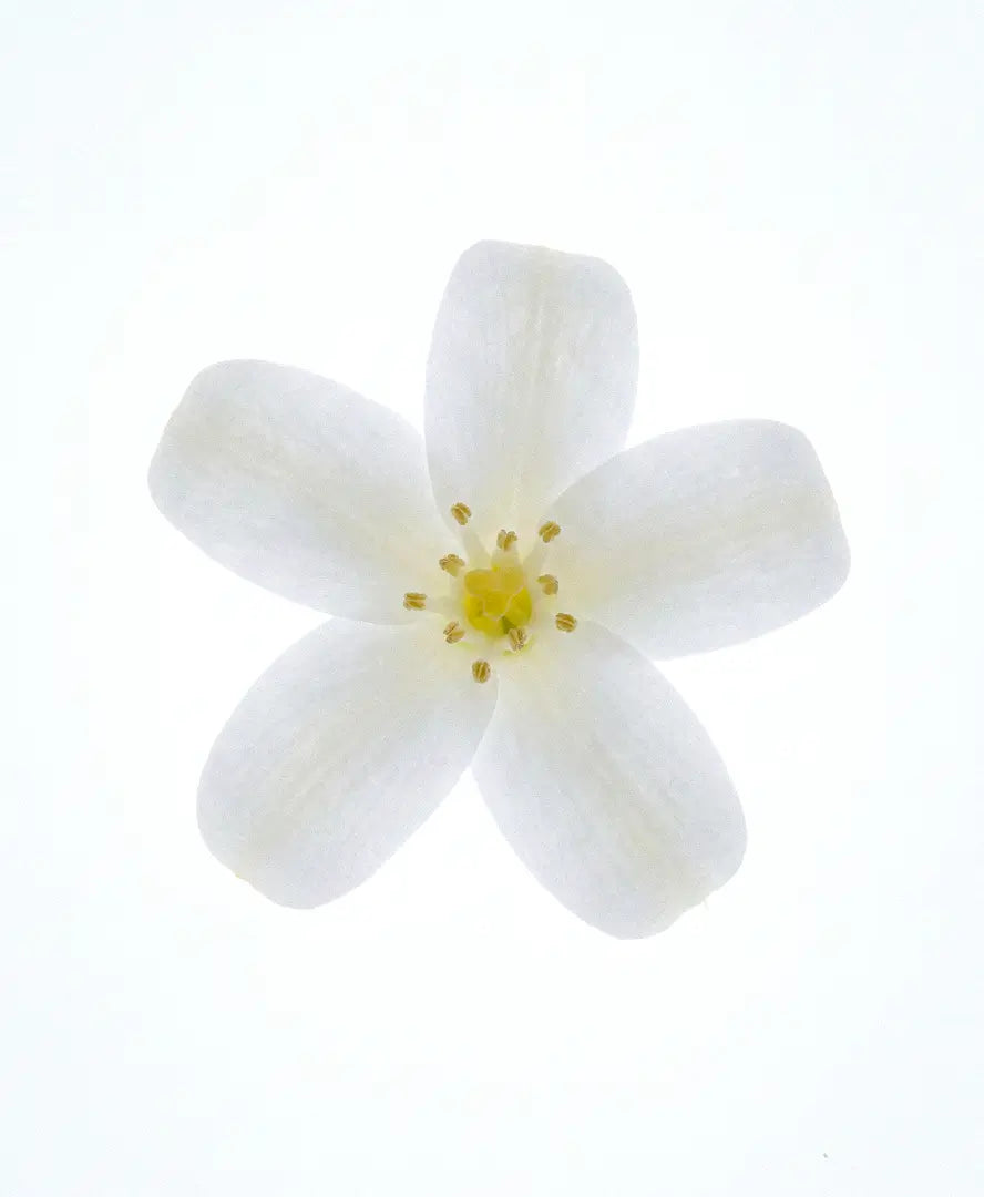 Perla Blanca